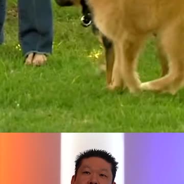 Pets Are Spreading Typhus To Their Humans