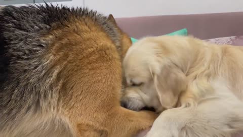 Golden Retriever doesn't want to share сouch with German Shepherd