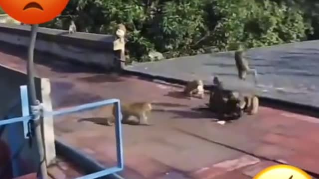 Dogs vs, monkeys revange