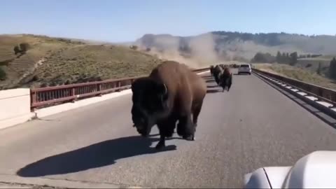A herd of Bison passing through in Yellowstone