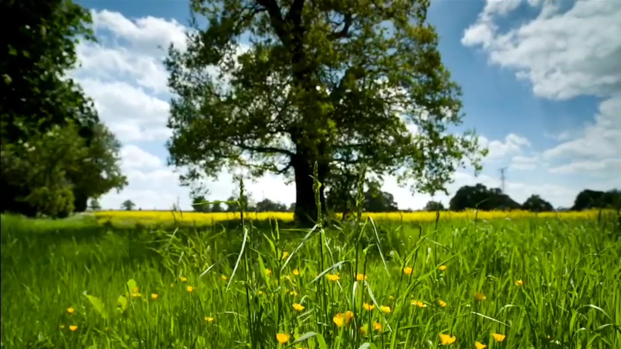 Natural and Chirming Weather of Forest