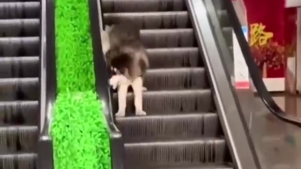 Cute Animals
