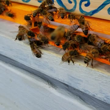 Quick video of Hive Santorini landing board