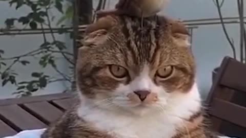 Cute cat with bird