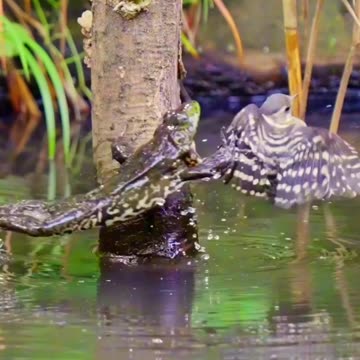 frog catching a bird