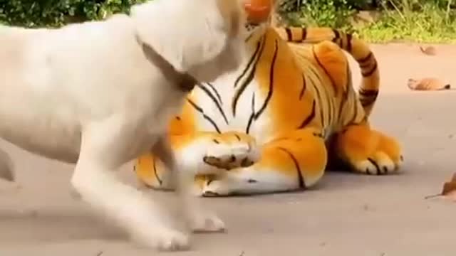 BEST TIGERS SCARES DOGS PRANKS EVAAA