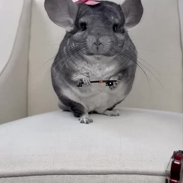 Sad Hamster Costplay #pets #cute #short