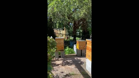 NEW BEEKEEPER CRAZY MID SUMMER SWARM !!!