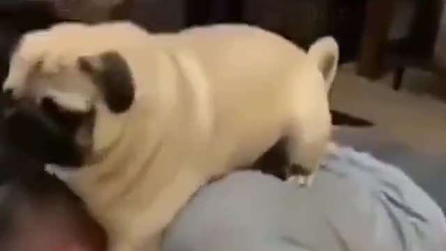 Funny Dog Exercise 2022 Video Clips #shorts