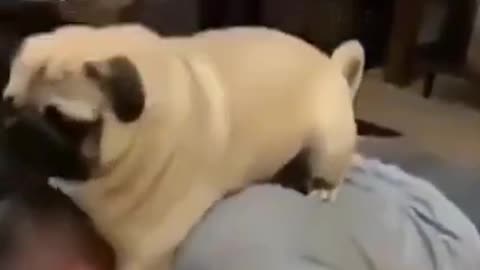 Funny Dog Exercise 2022 Video Clips #shorts
