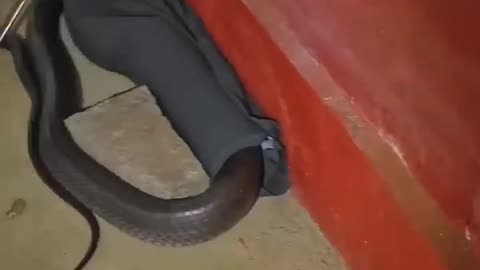 King Cobra in Snake Bag