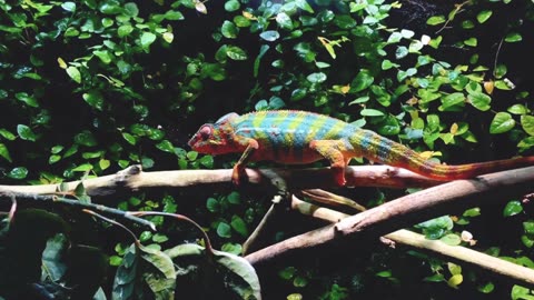 Chameleons Are Amazing ,Beautiful Footage 4k videos