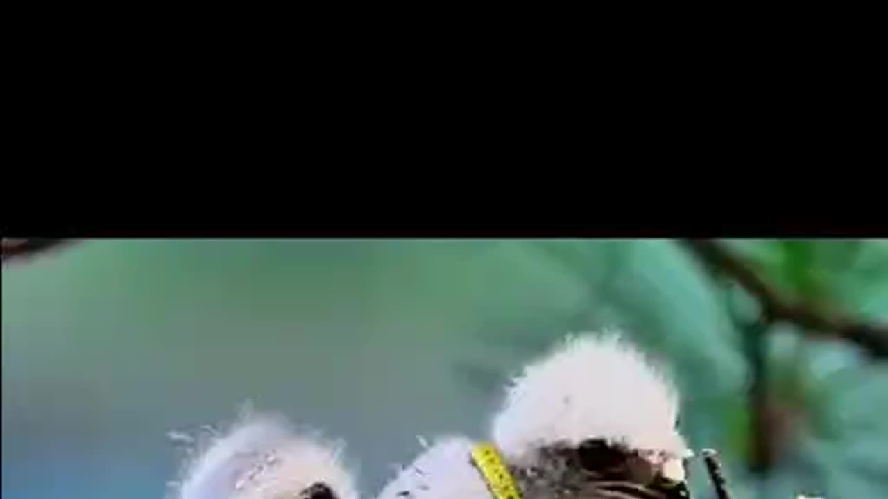 Wild bird's