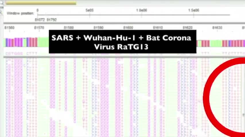 What is virus?