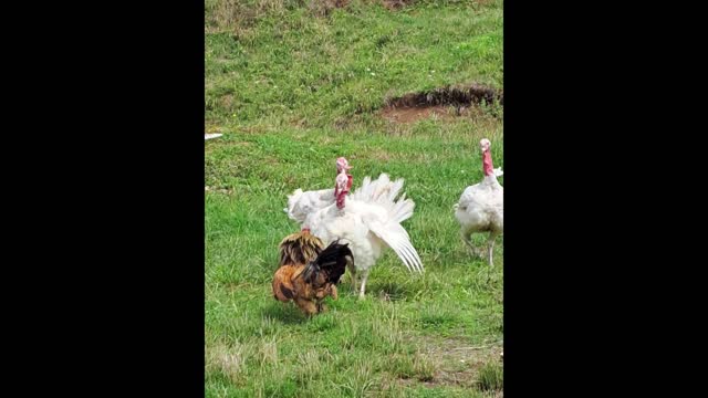 Animal Fight ROOSTER/Chicken