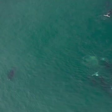 Everyone Needs A Spa Day, Even Whales 🧖‍♀️ #FrozenPlanet2