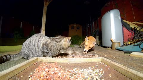 Fox and cat Standoff