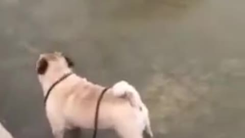 Bad dog | Bad Dog Habits | Dog funny habits | Dog funny videos |