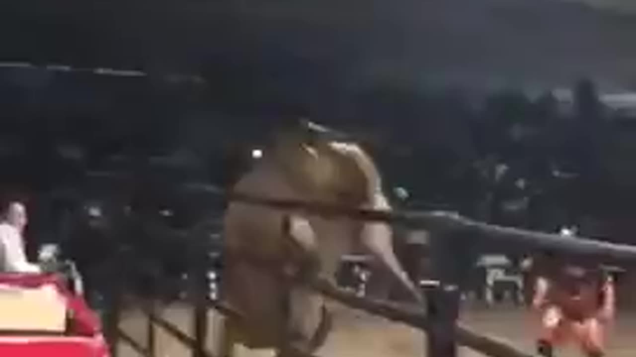 Its Time To Leave The Bulls Alone, Don't You Think So?