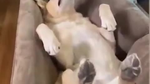 Restful Weekend #shorts #viral #shortsvideo #video