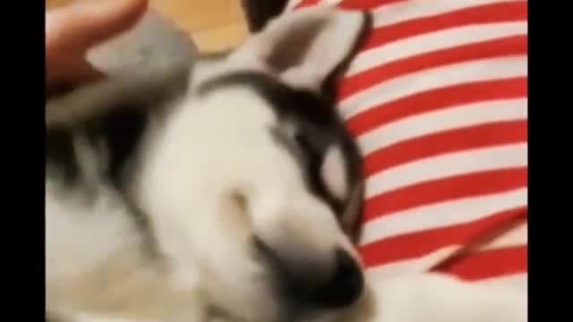 You really can't wake a husky up when he's asleep