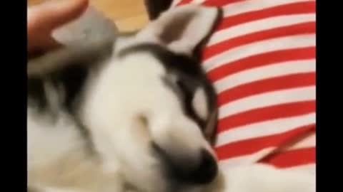 You really can't wake a husky up when he's asleep