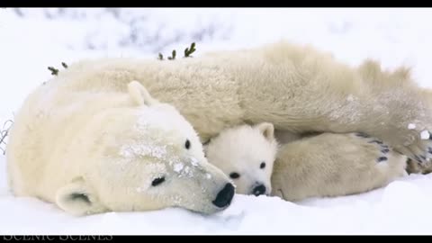 Baby animals 😍🥰