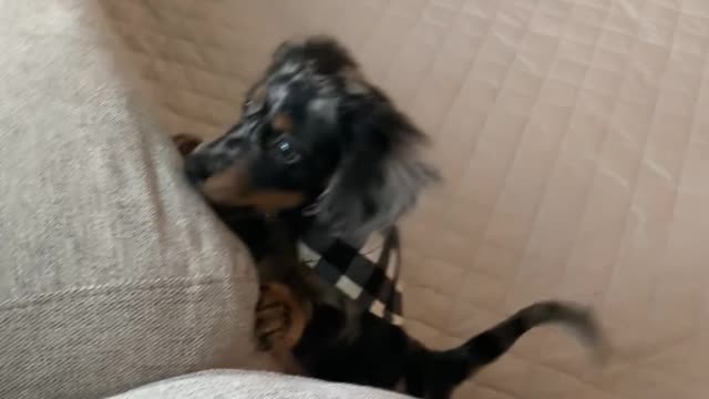 Dachshund Puppy's Little Hops Fall Short