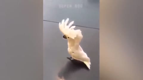 Smart And Funny Parrots Parrot Talking Videos Compilation P1 Super Dogs