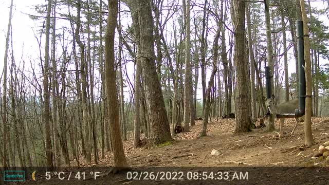 The Woods - 02/26/2022