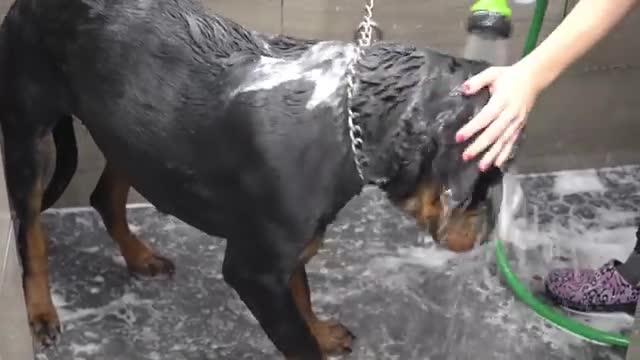 Rottweiler wants to eat me for her nail trim