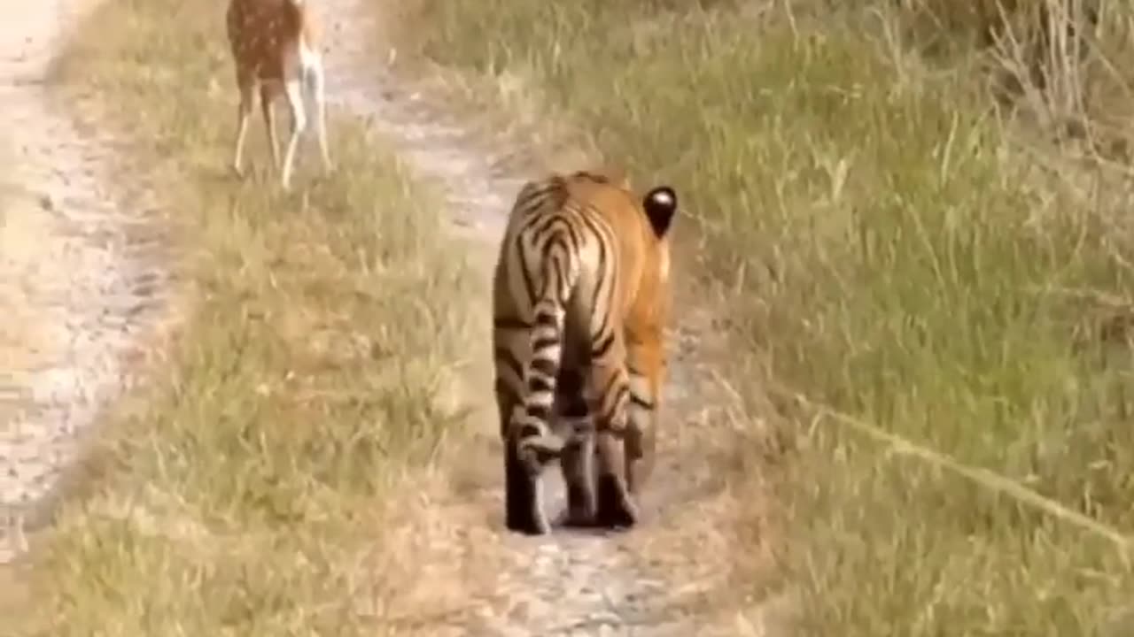 Tiger Attack Fawn(Deer Cubs). please