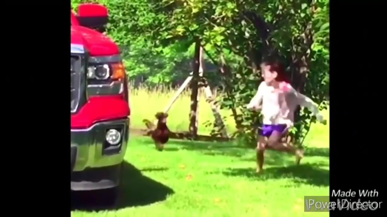 Funny Chicken and Roosters Chasing Kids