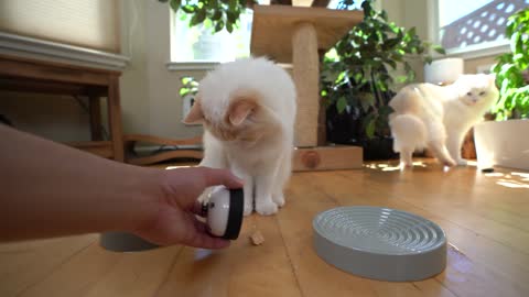 Apprendre a mes chats à sonner Une cloche le chat majordome