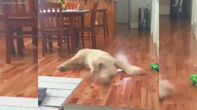 New Dog's funny video #Shortfunny #Rumbel