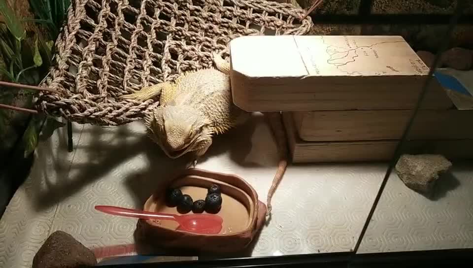 Bearded Dragon eating Blueberries | Cute Animal/Pet/lizard