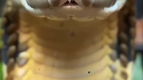 animals top 10 secrets which you never heard