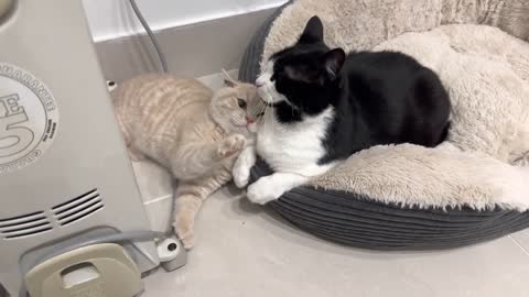 Kitten Adorably Demands Attention From Cat