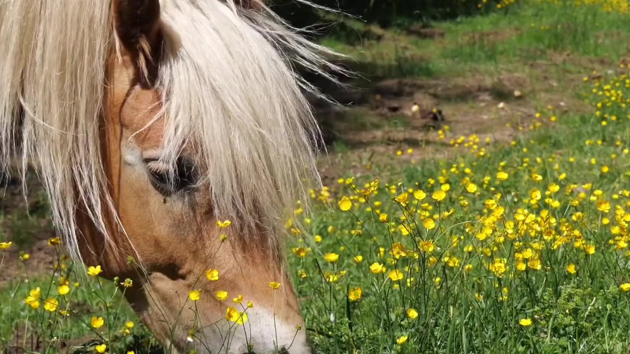 Horse is eating on Indian ground