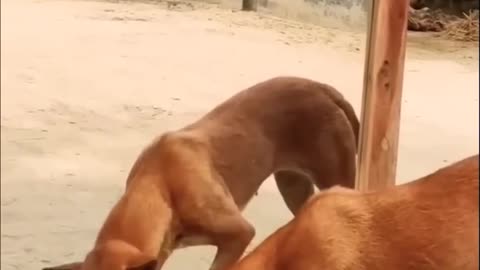 Dog 🐕 funny video