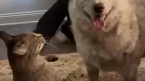 Cute cat compilation🐈💘 Funny pet videos