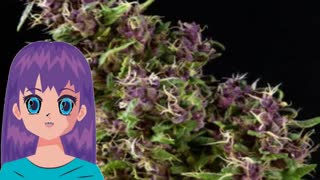 Purple Paro Valley – Mandala Seeds