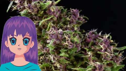 Purple Paro Valley – Mandala Seeds