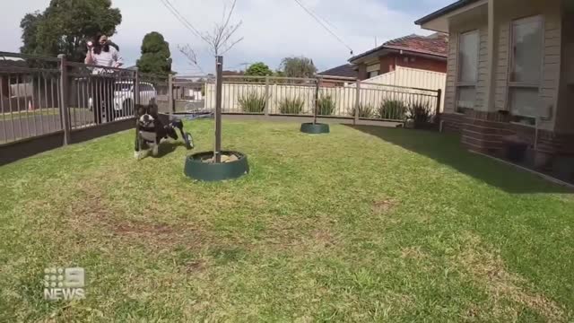 Dog with spinal injury defies the odds | 9 News Australia