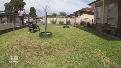 Dog with spinal injury defies the odds | 9 News Australia