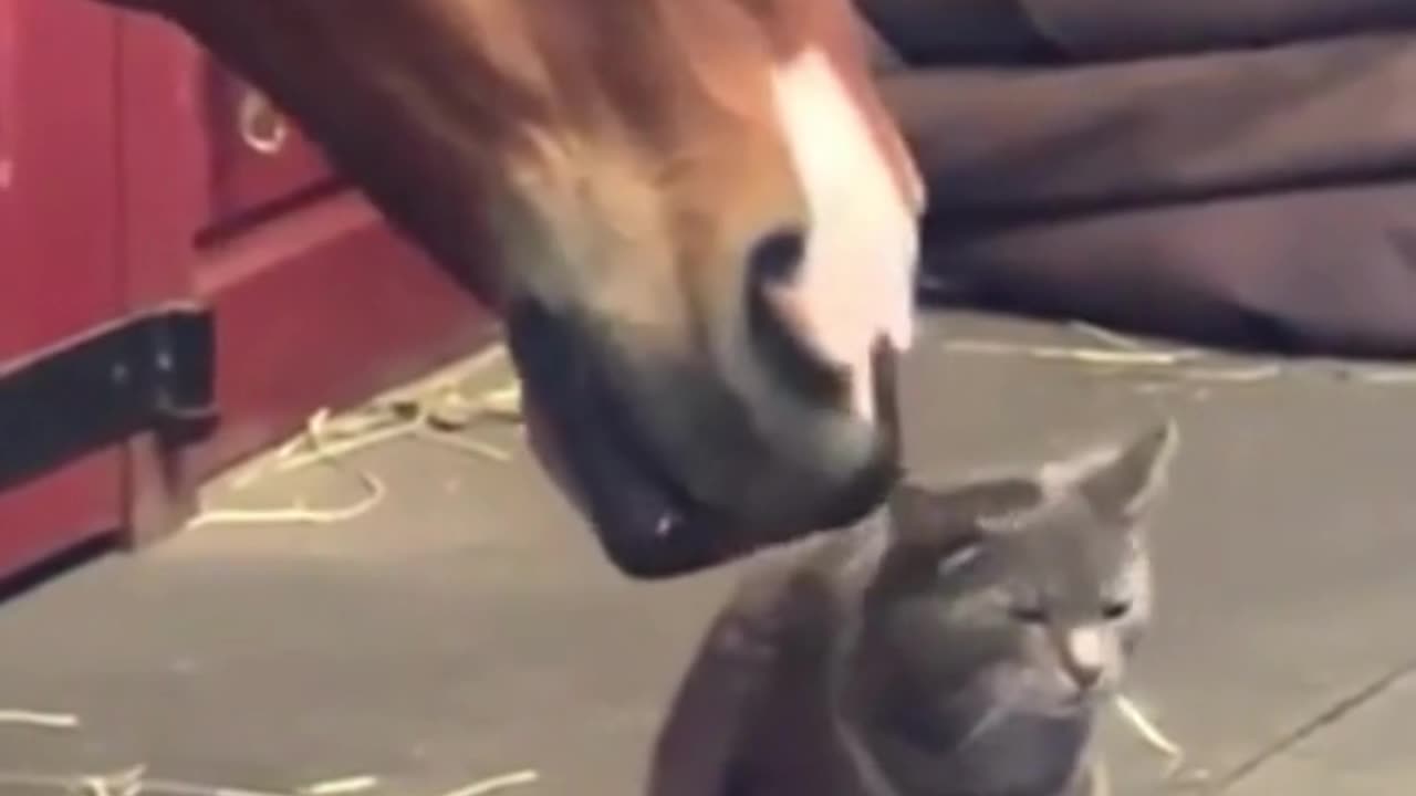 Cats awesome cute and funny moments