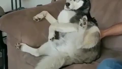 A dog that is not afraid of itching.
