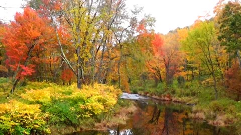Fall Foliage