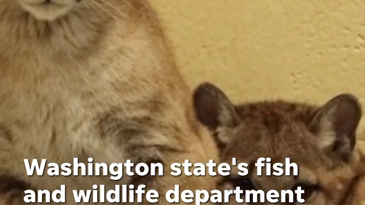 Orphan puma cubs arrive at their new home