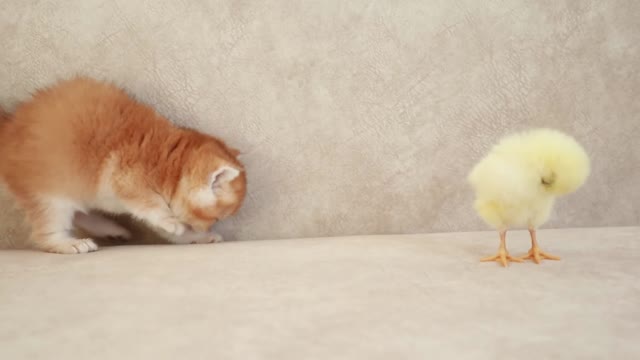 Cute cat and duck, you should love it